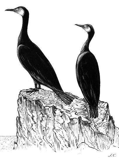 cormorans